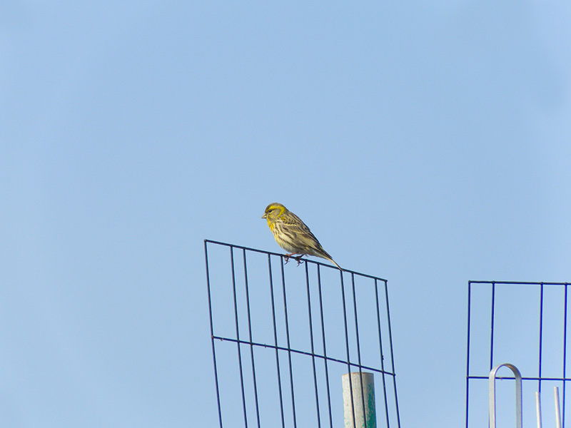 DSCF3472corretta.jpg