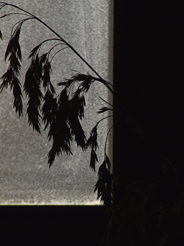 DSCF3595.jpg