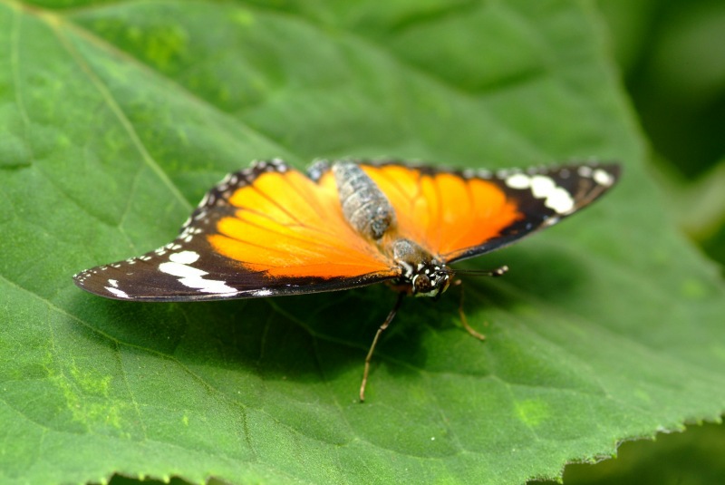 DSCF3632.JPG
