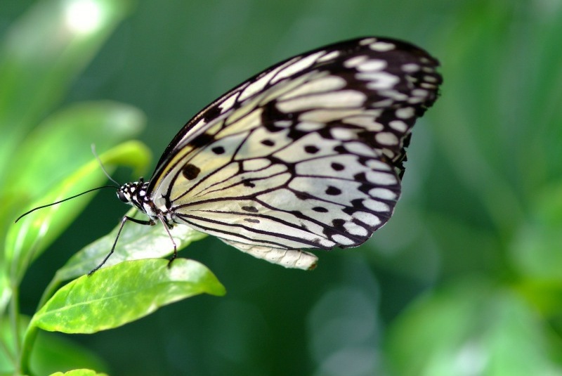 DSCF3652.JPG