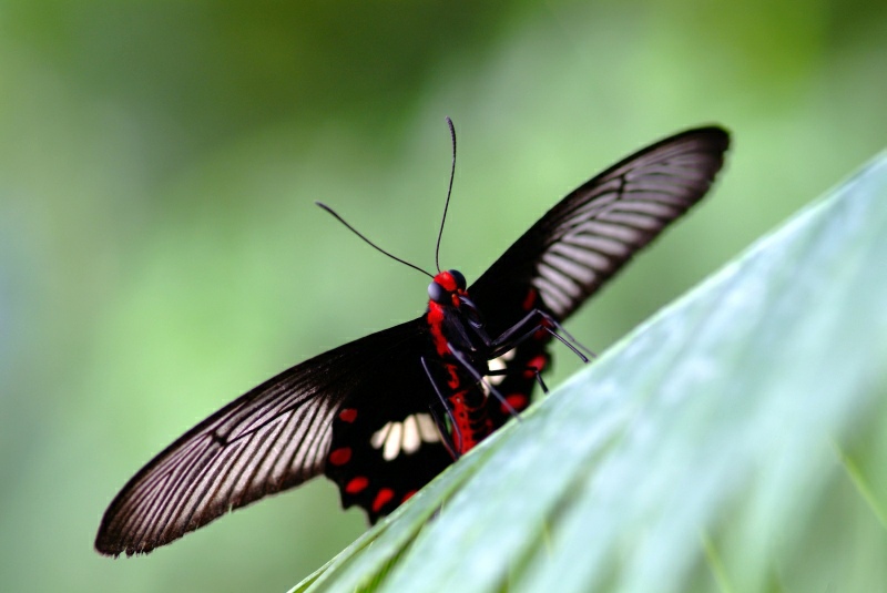DSCF3703.JPG