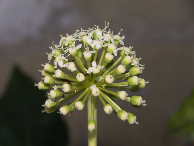 DSCF3811.jpg