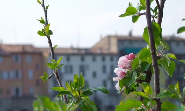 DSCF3882_croppata.jpg