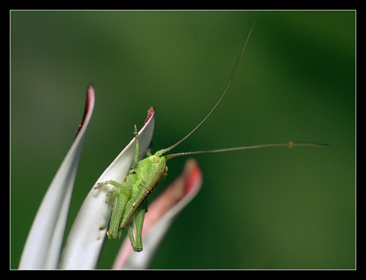 DSCF3914_incorniciata.jpg