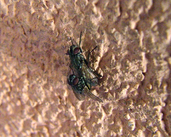 DSCF4074.jpg