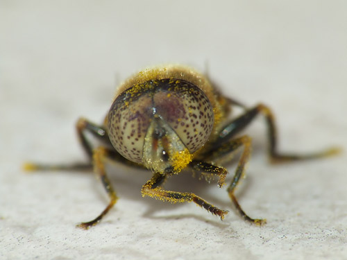 DSCF4206.jpg
