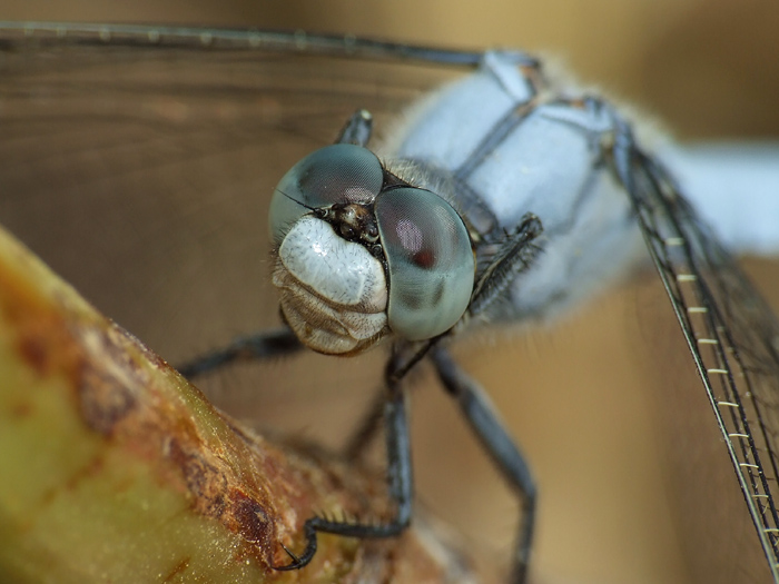 DSCF4283Libellula.jpg