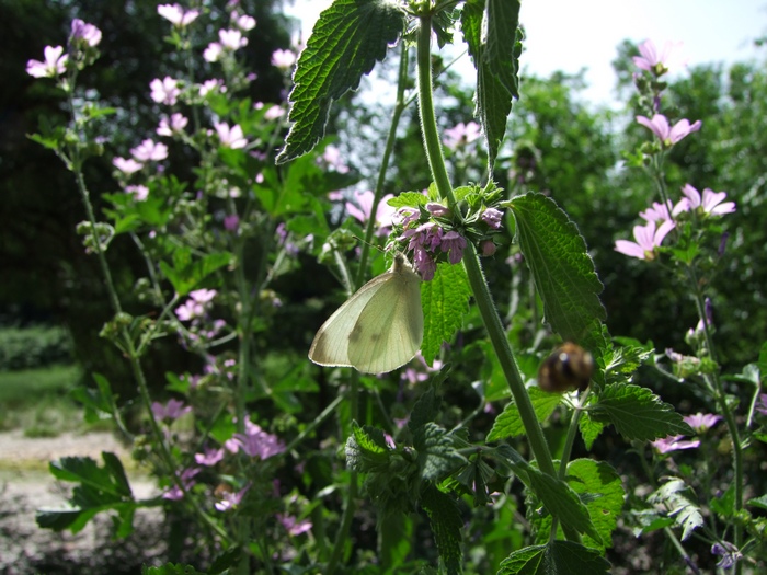 DSCF4696.JPG