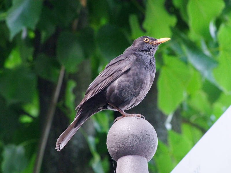 DSCF4781.JPG