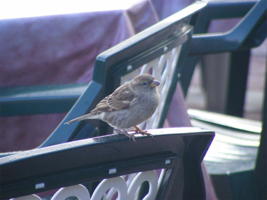 DSCF4834.jpg