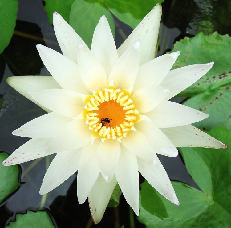 Dscf4978.jpg