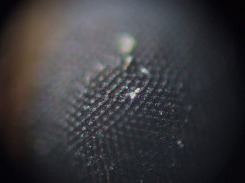 DSCF5263r.jpg