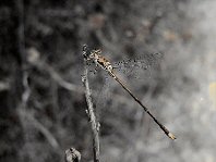 DSCF5273B.jpg