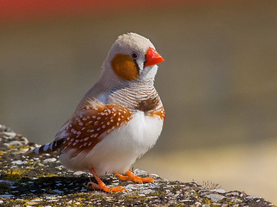 DSCF6631 400mm crop 50%.jpg