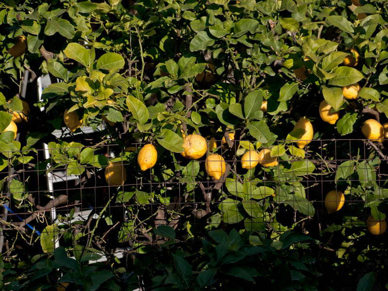 DSCF7046.jpg