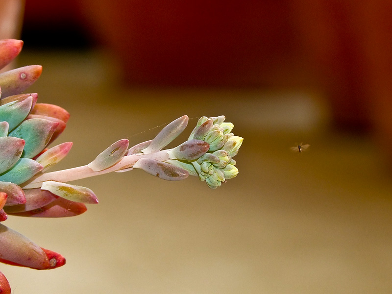 DSCF7072.jpg