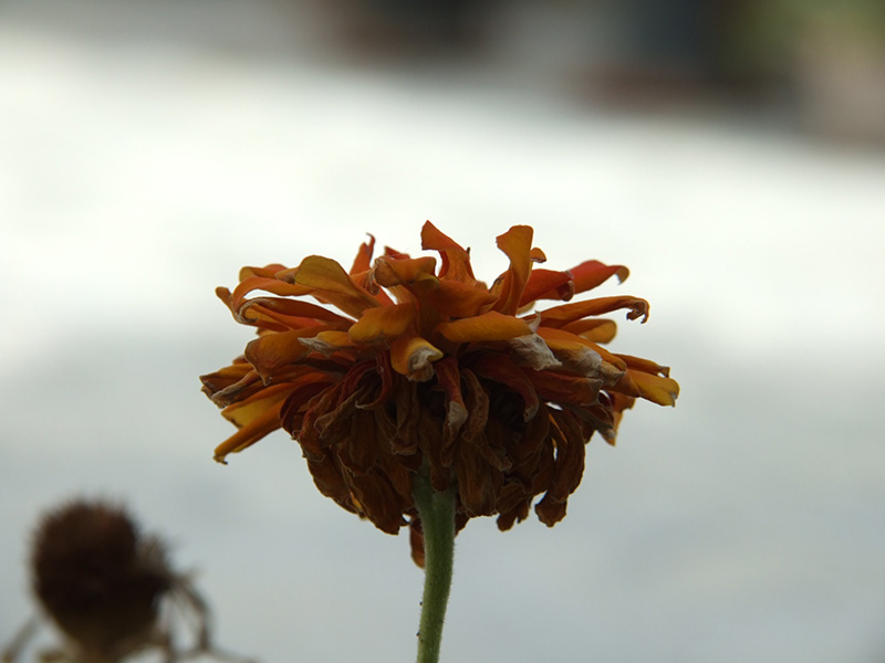 DSCF7411.jpg
