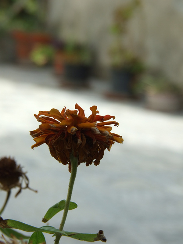DSCF7414.jpg