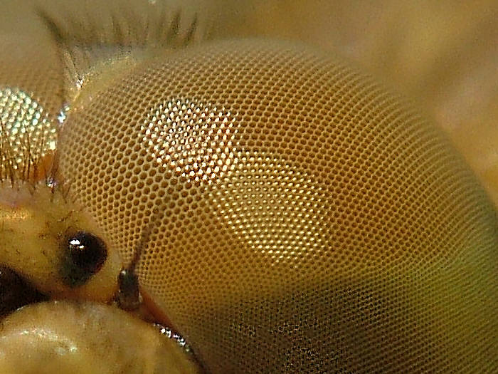 DSCF7560_libellula_crop.jpg