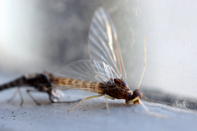 DSCF7670.JPG