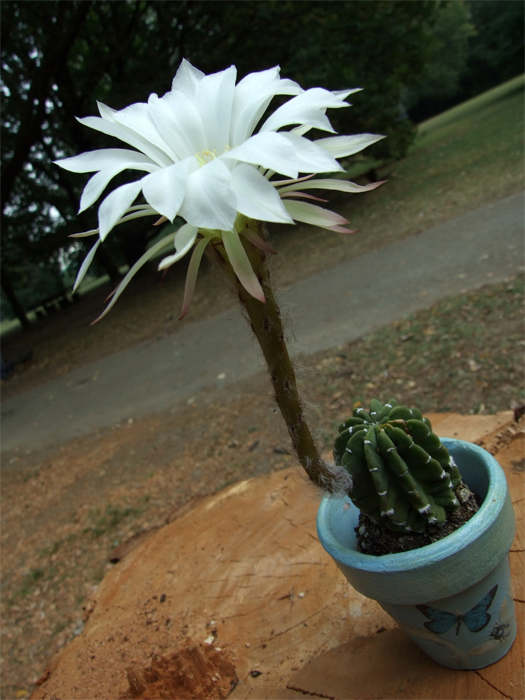 DSCF7747.jpg