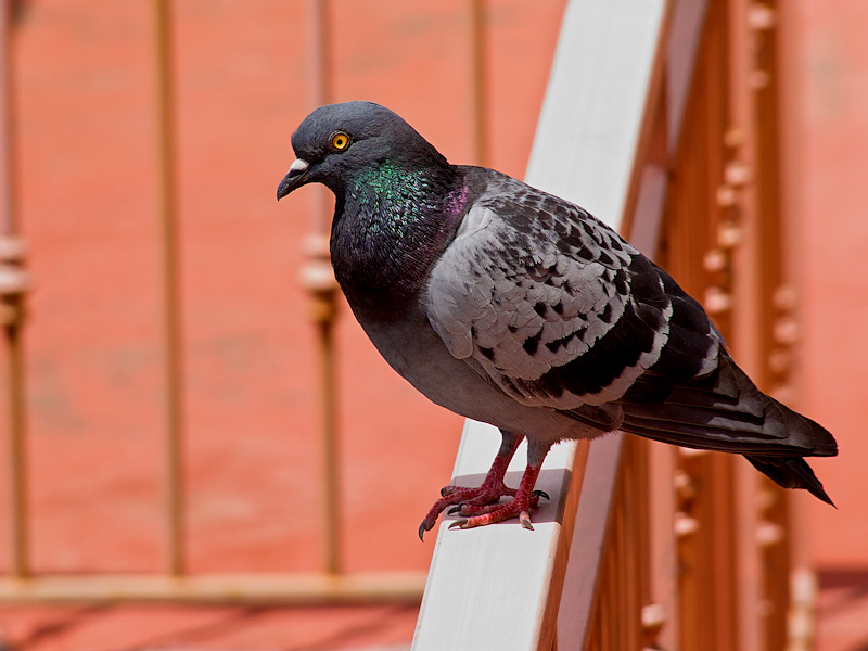 DSCF7854.jpg