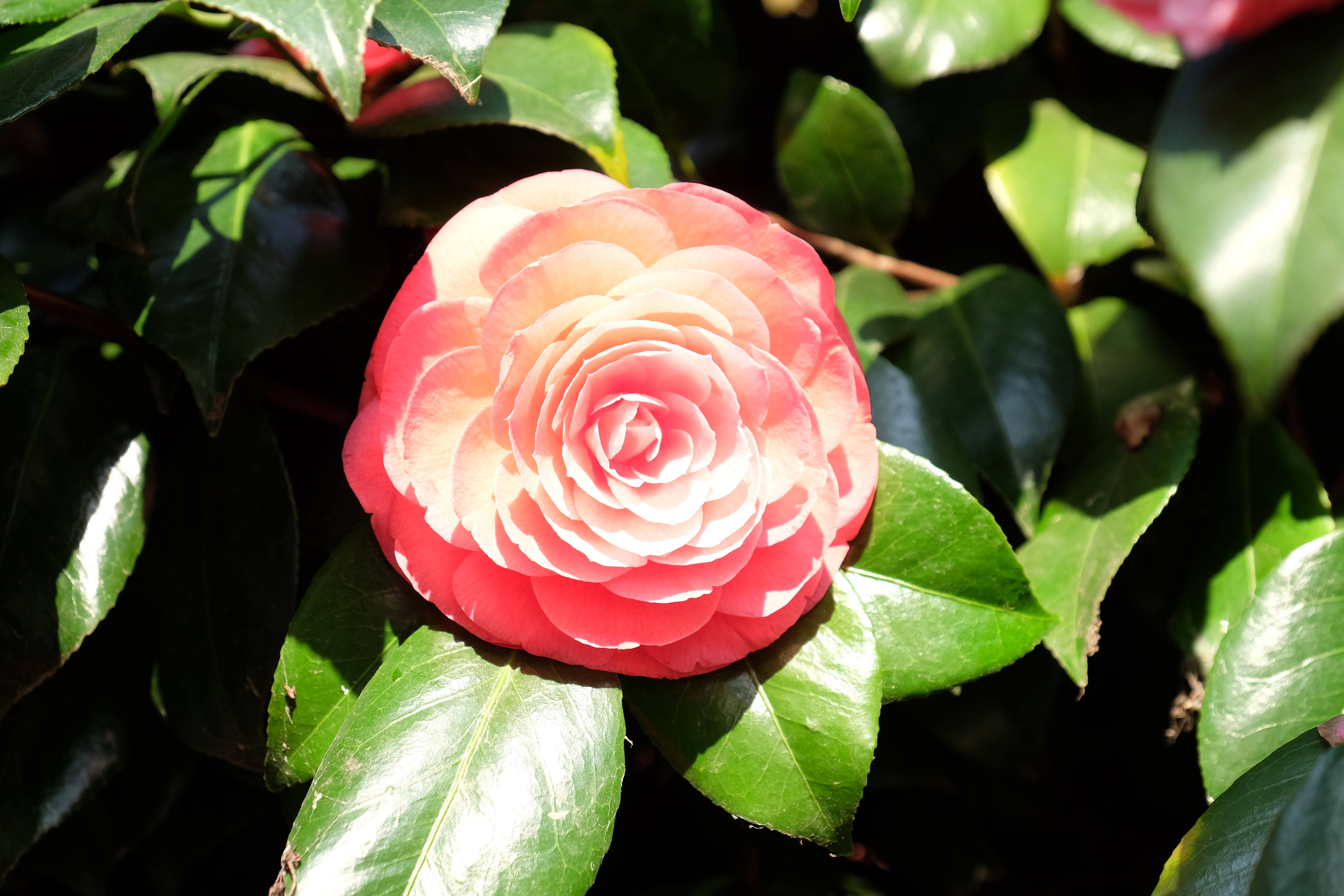 DSCF8213.JPG