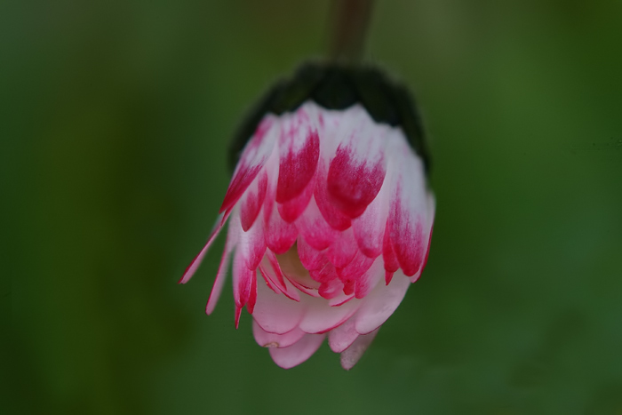 DSCF8249.jpg