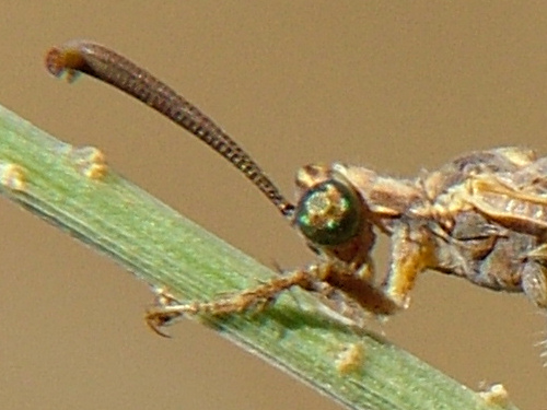 DSCF8729_crop.jpg