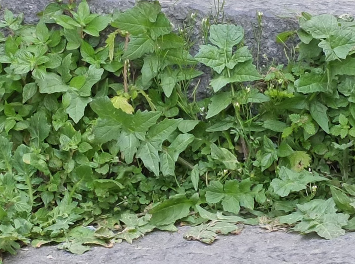 DSCF8821crop.jpg