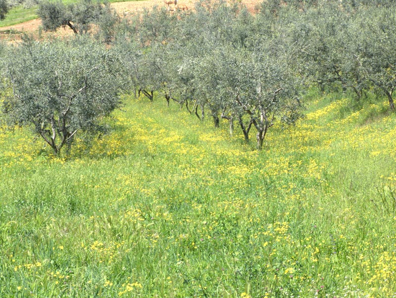 DSCF9121.jpg