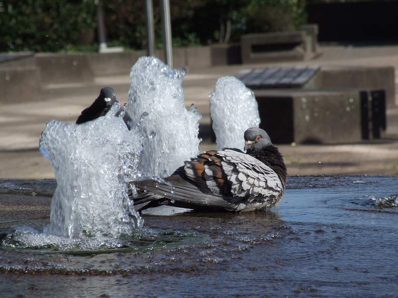DSCF9376.jpg