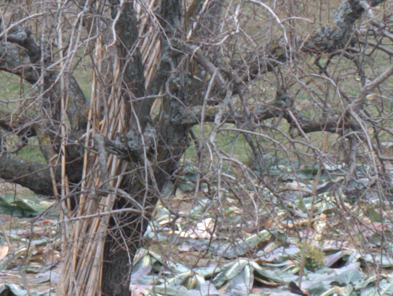DSCF9379_senzaCPL_crop1_4.jpg