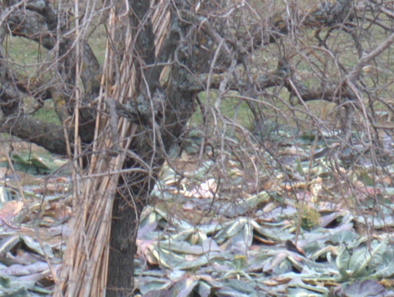 DSCF9380_conCPL_crop1_4.jpg