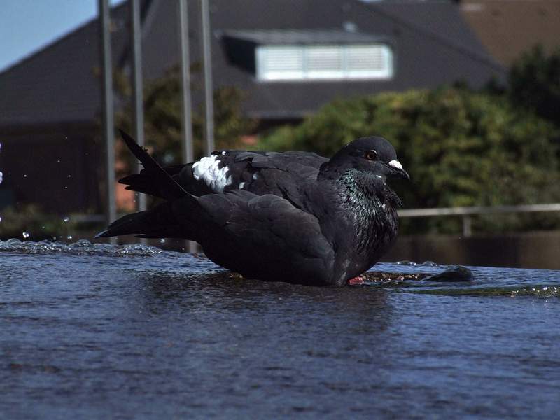 DSCF9383.jpg