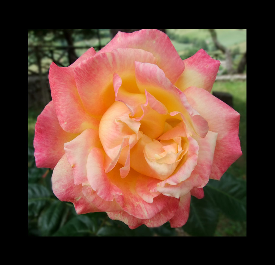 DSCF9597-1.jpg