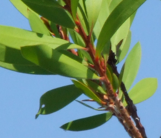 DSCF9647crop.jpg