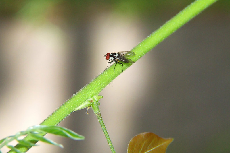 DSCF9780.JPG