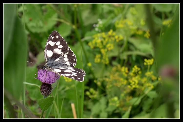DSCN2206 web.jpg