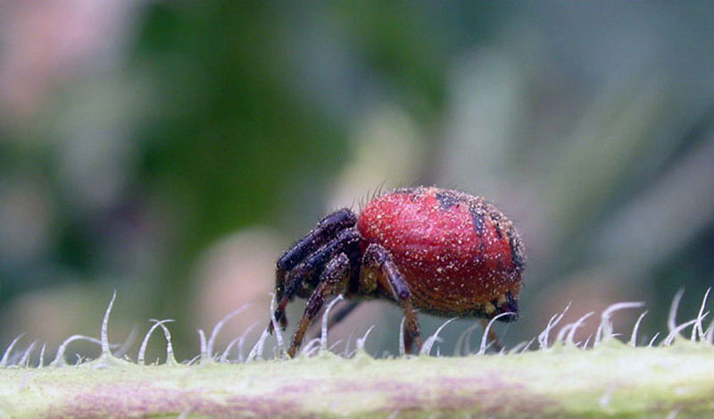 DSCN4900b-1.125-f7.jpg