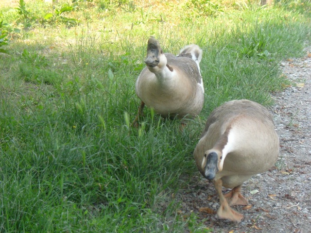 ducks5.jpg