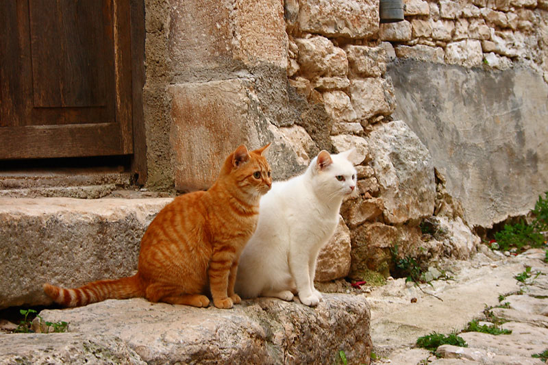 Due Sguardi Attenti_orig.jpg