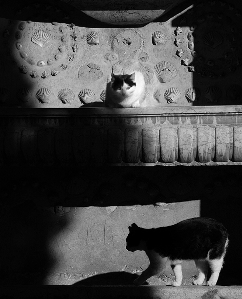 duplice gatto.jpg