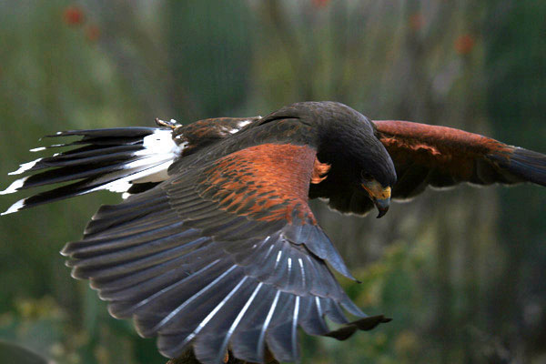 eagle .jpg
