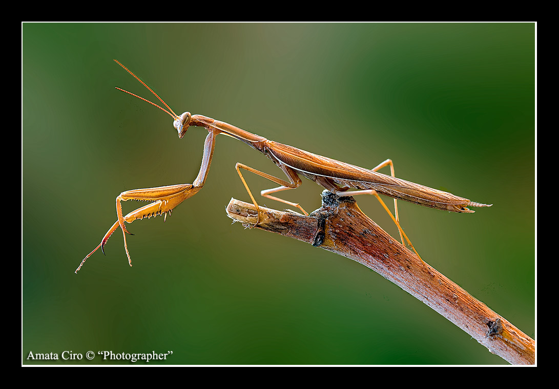 Edit-Mantis.jpg