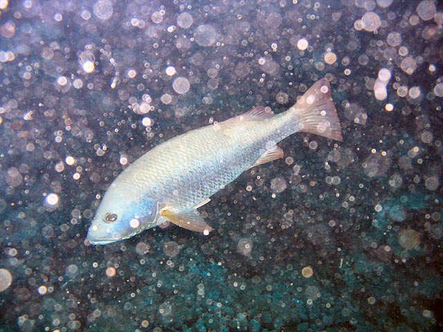 El Quseir Diving 20030813_031.jpg