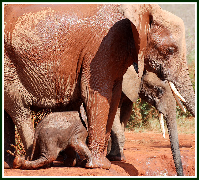 ELEFANTE-PERMESSO-2.jpg