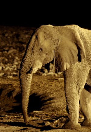 elefante2.jpg