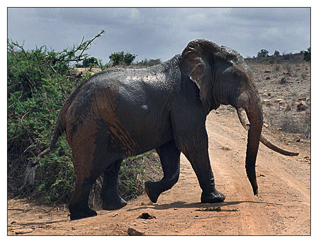 ELEFANTE.jpg