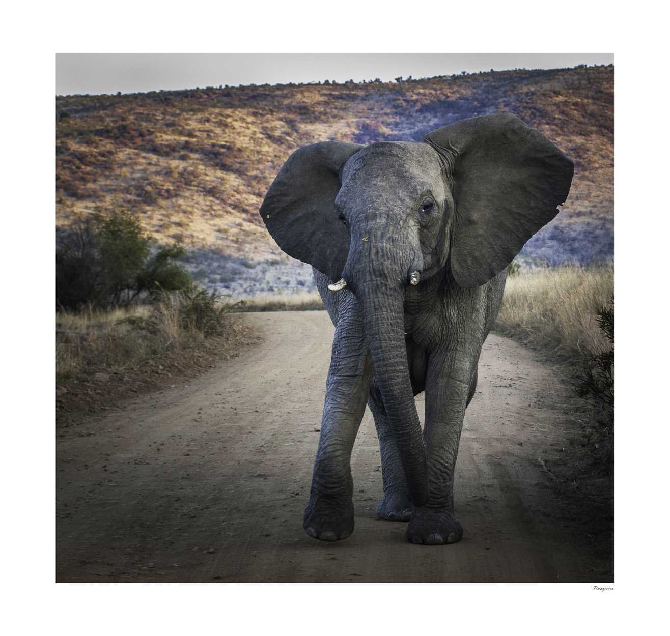 Elefante 2 4U copie.jpg